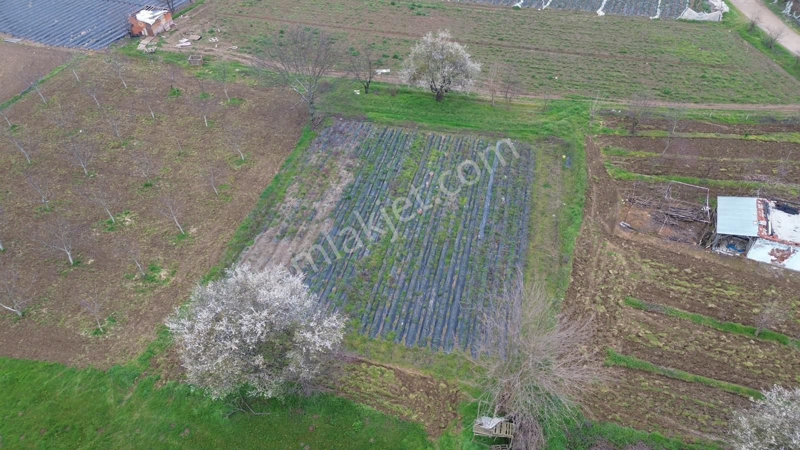 Kurşunlu'da Satılık 150m2 Tarla Dümdüz Yapıda Çok Uygun Fiyata - Görsel 5