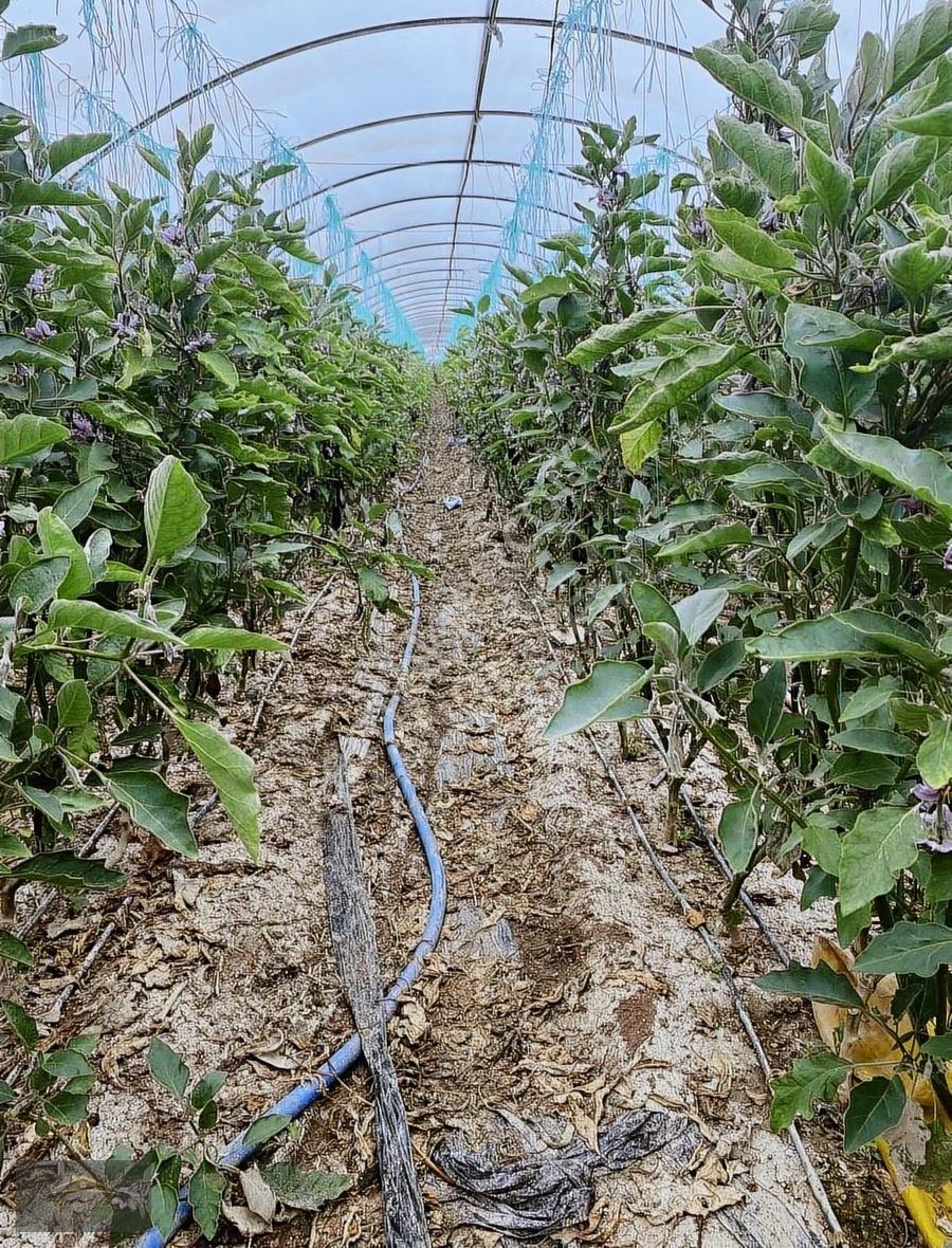 Kumluca Hızırkahya Mahallesinde 5.300m2 Satılık Sera - Görsel 3