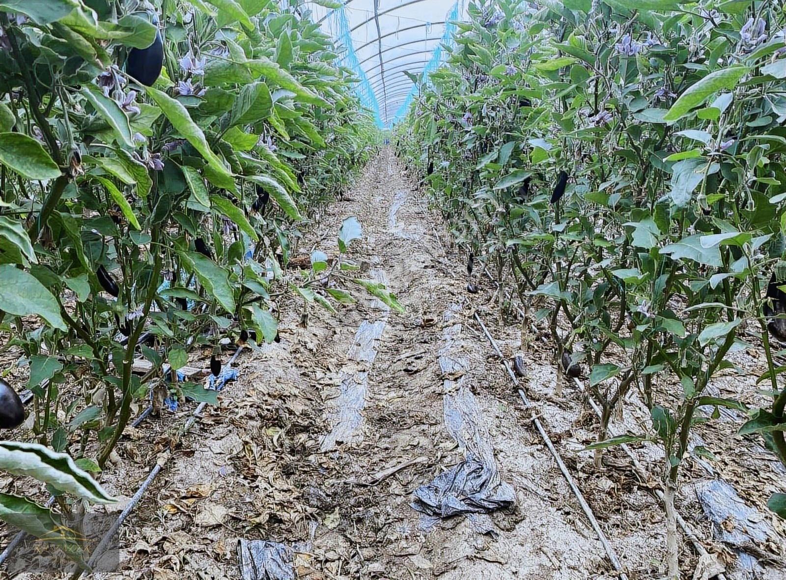 Kumluca Hızırkahya Mahallesinde 5.300m2 Satılık Sera - Görsel 4
