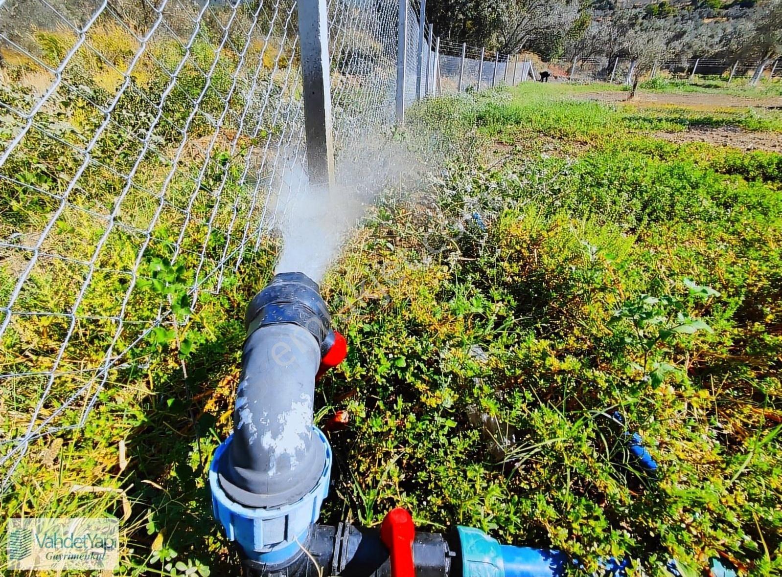 Vahdet'ten Tek Yetkili Harika Nitelikte Satılık Zeytinlik !!! - Görsel 15