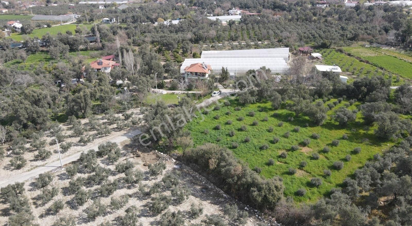 Seydikemer Kadıköy'de 4900m² Zeytinli Arazi - Görsel 5