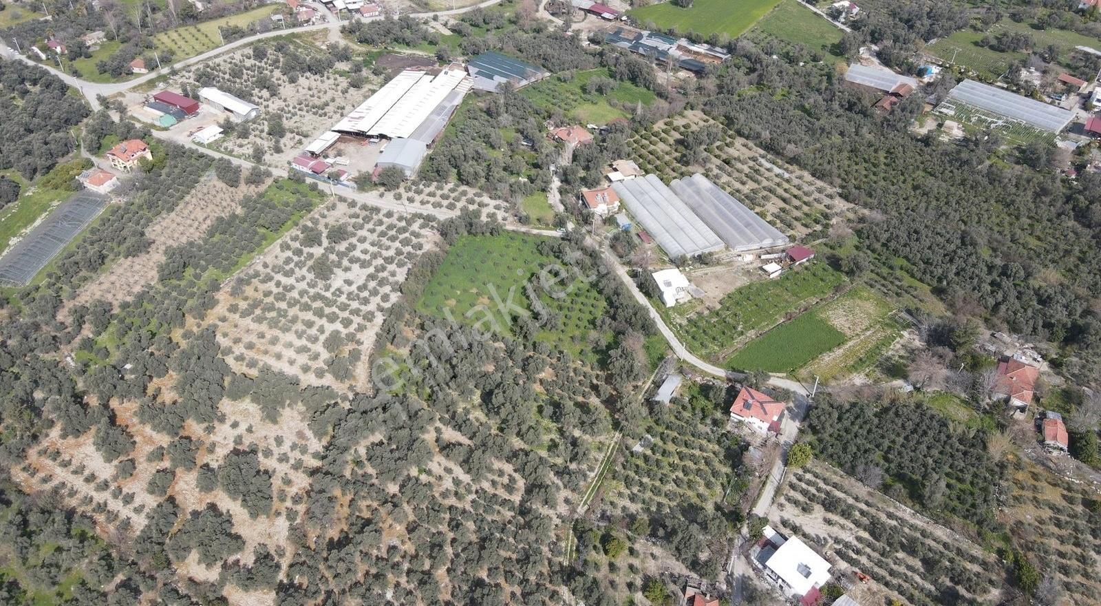 Seydikemer Kadıköy'de 4900m² Zeytinli Arazi - Görsel 21