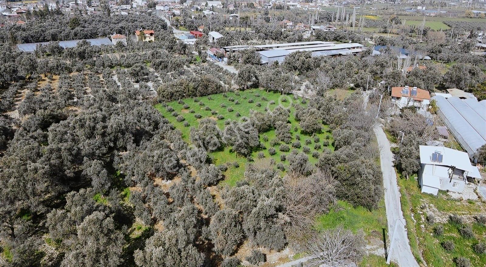 Seydikemer Kadıköy'de 4900m² Zeytinli Arazi - Görsel 6