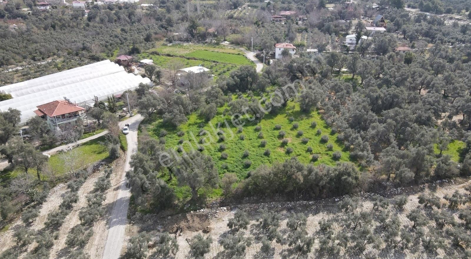 Seydikemer Kadıköy'de 4900m² Zeytinli Arazi - Görsel 14