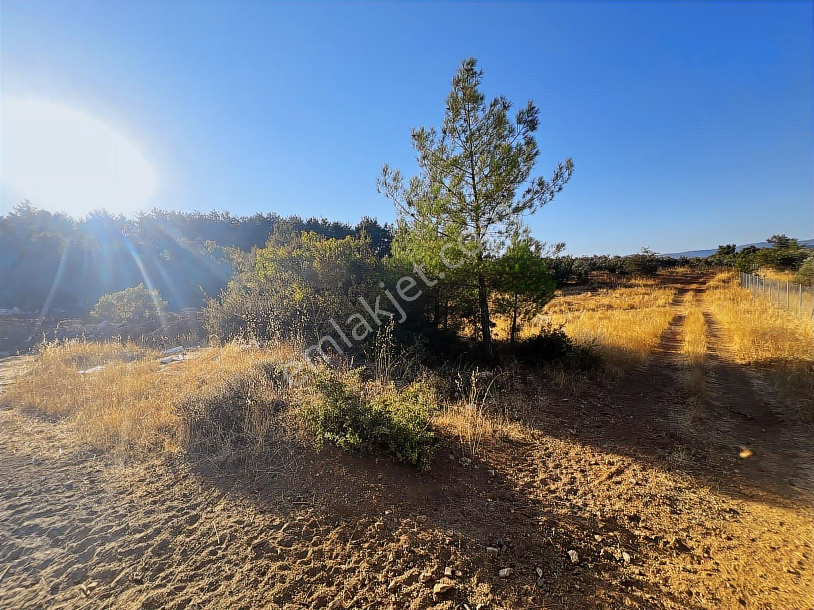 Muğla Yenice'de Doğanın Kalbinde Satılık Tarla - Görsel 2