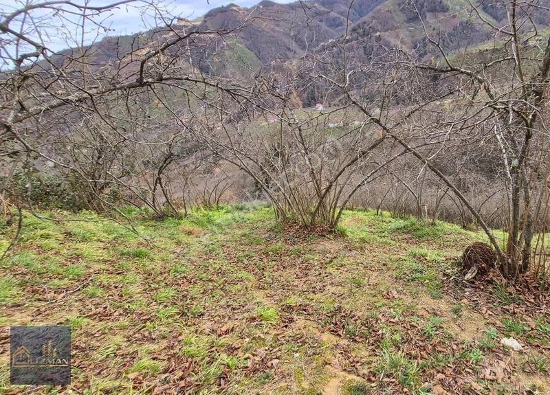 Uzman Emlak'tan 5.750m2 Kılıçlı Köyünde Satılık Fındık Bahçesi.. - Görsel 3