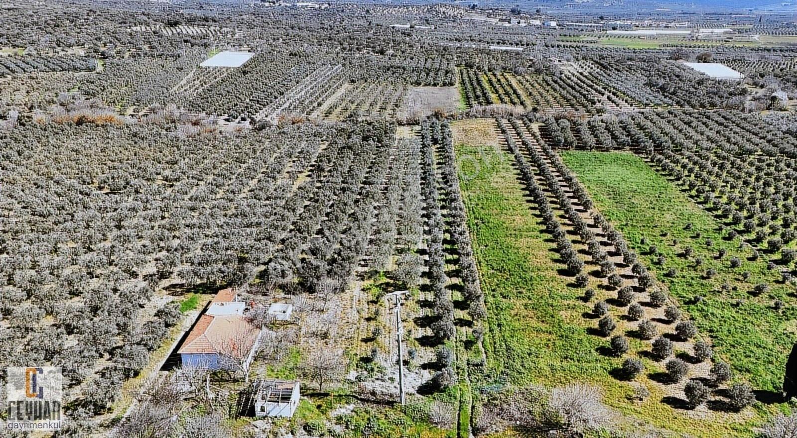 Balıkesir İzmir Yoluna 0 Konumda Satılık Zeytinlik - Görsel 3