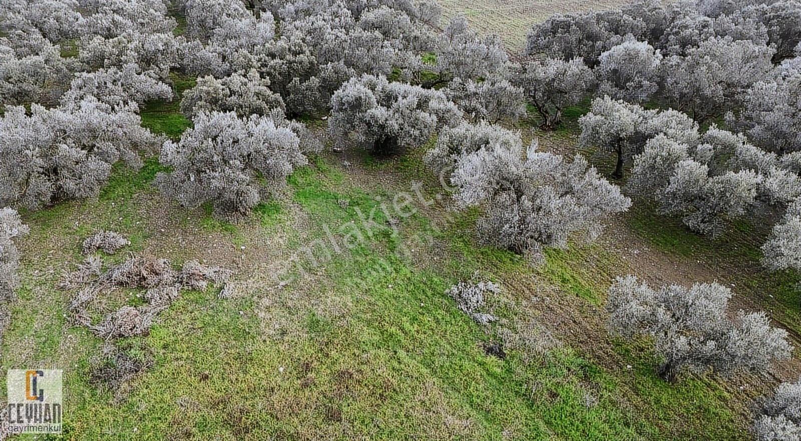 Efendi Mahallesinde Şehir Merkezine Yakın Zeytinlik - Görsel 11