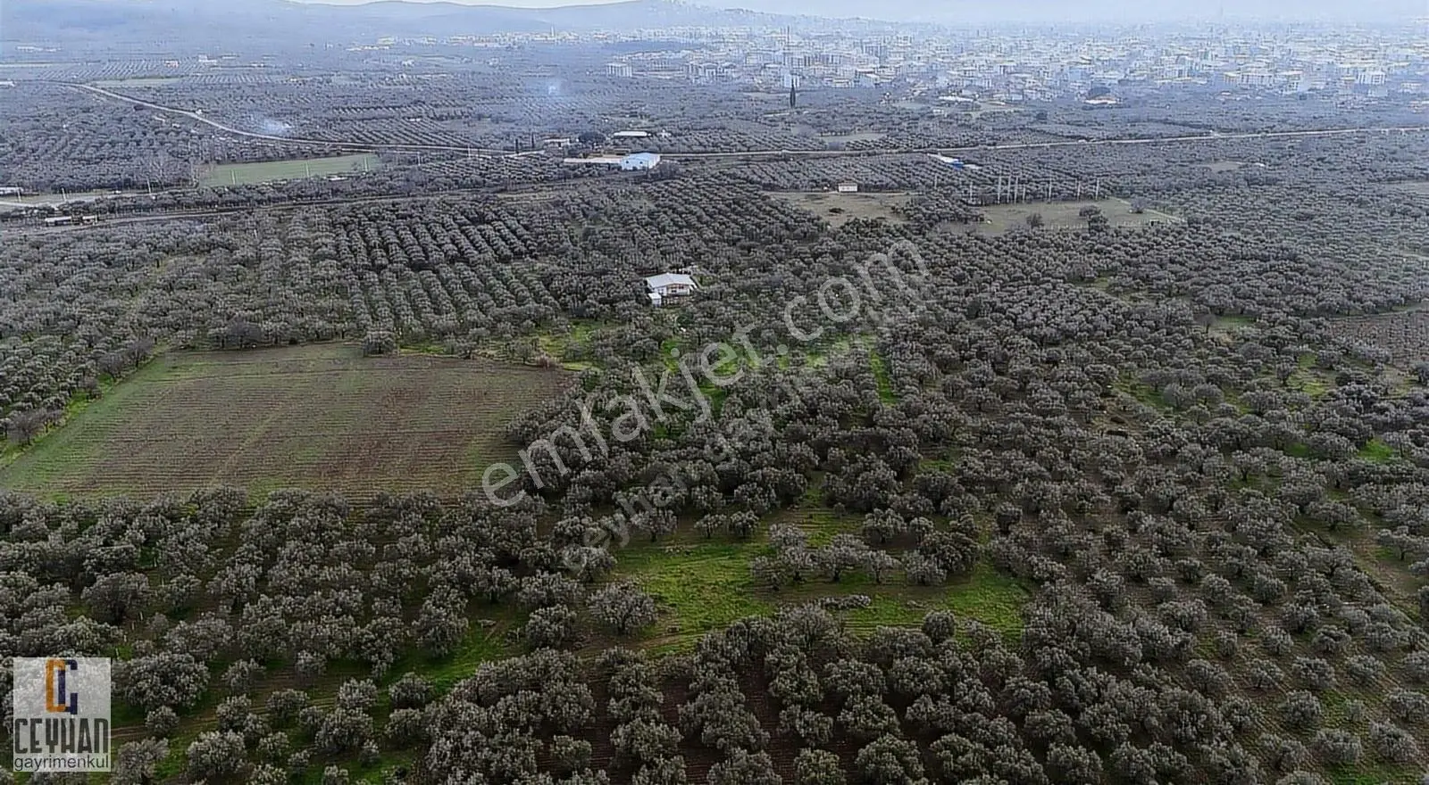 Efendi Mahallesinde Şehir Merkezine Yakın Zeytinlik