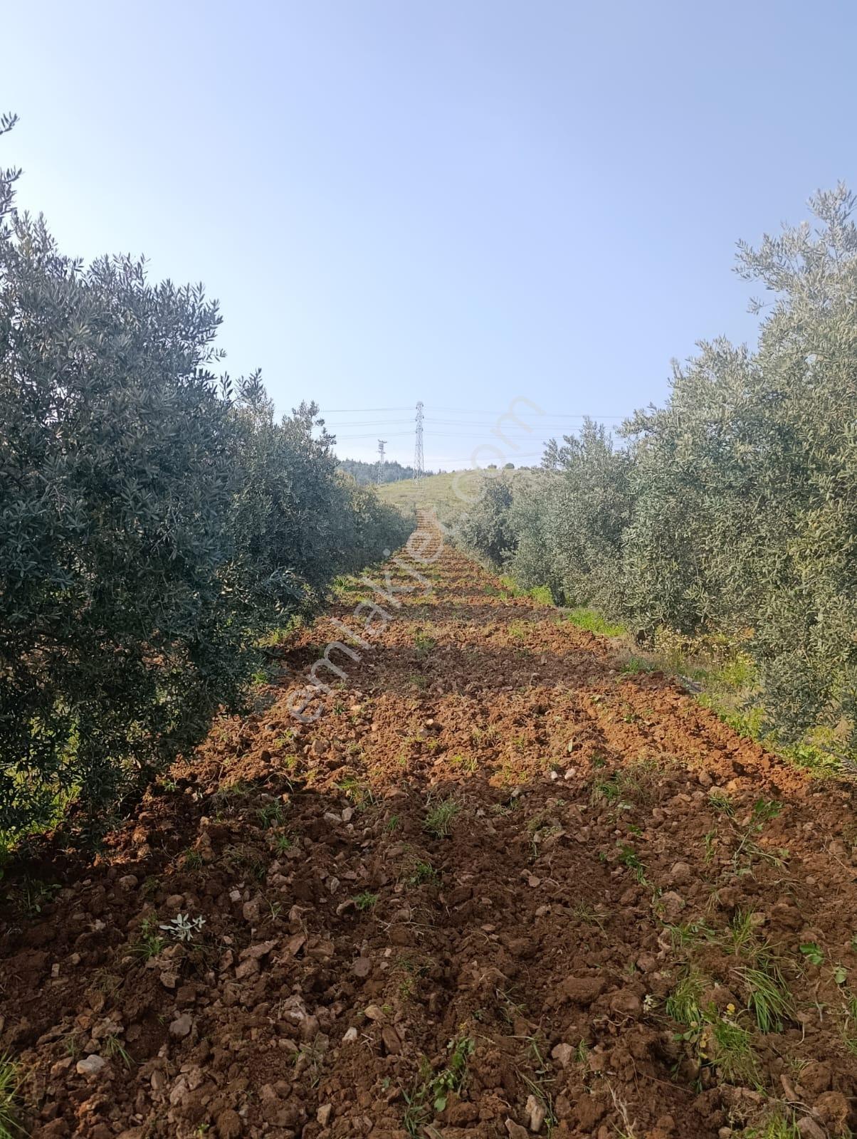 Suyu Olan Satılık Zeytinlik - Görsel 5