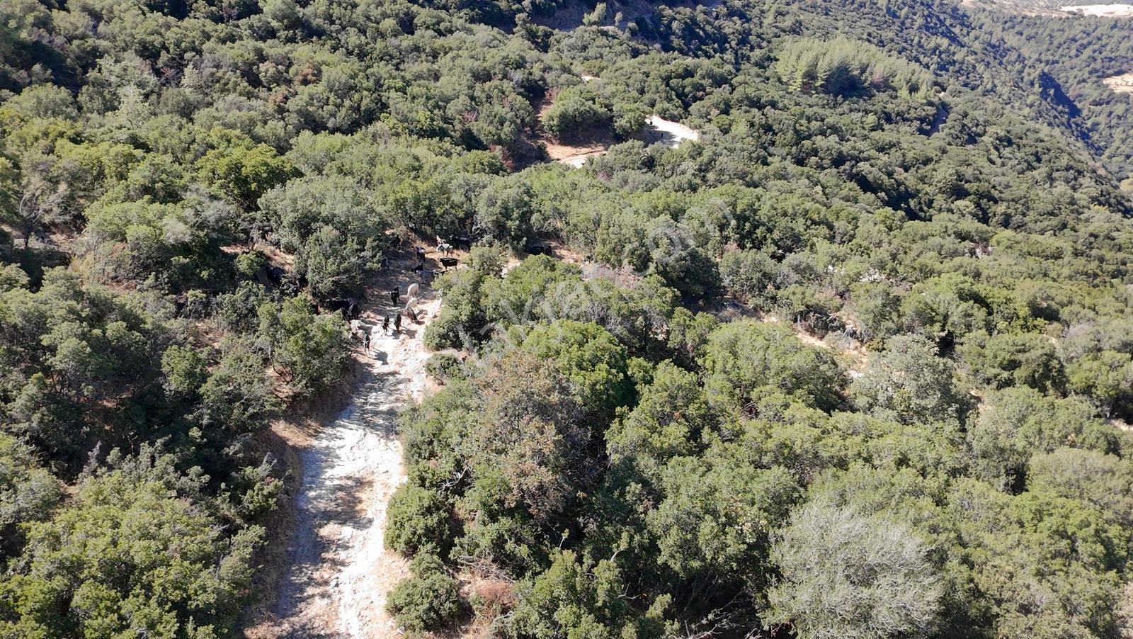Aydın Nazilli 4757 M2 Satılık Bağ Nitekli Arazi - Görsel 19