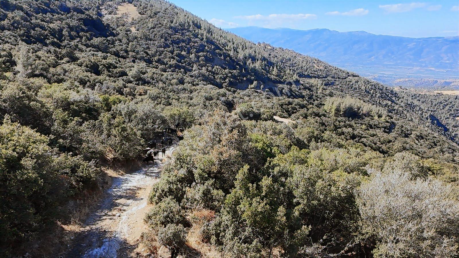 Aydın Nazilli 4757 M2 Satılık Bağ Nitekli Arazi - Görsel 18