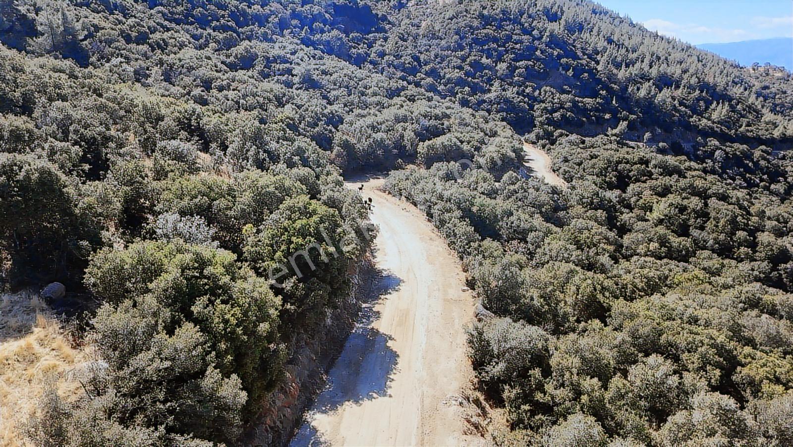 Aydın Nazilli 4757 M2 Satılık Bağ Nitekli Arazi - Görsel 22