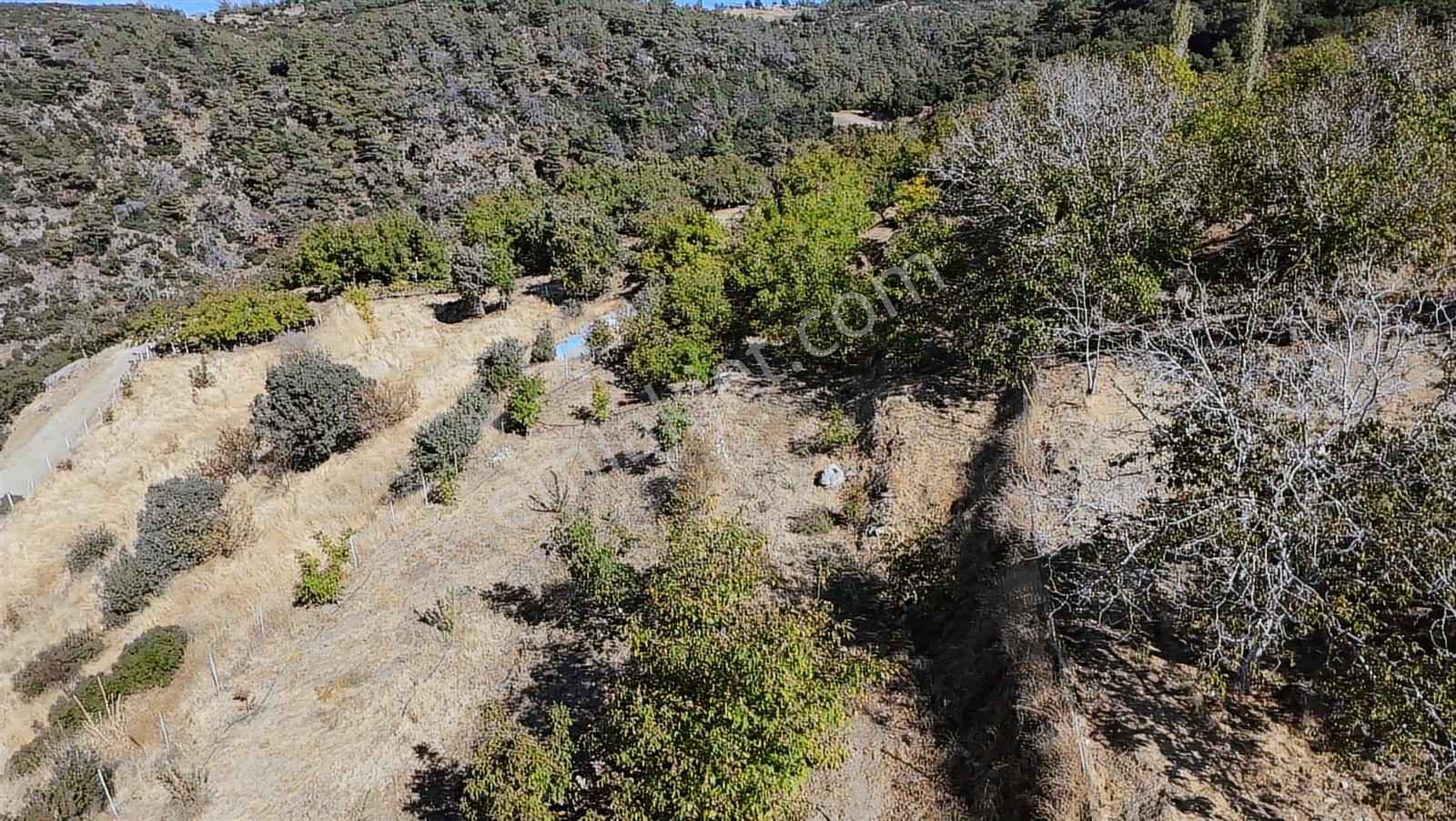 Aydın Nazilli 4757 M2 Satılık Bağ Nitekli Arazi - Görsel 12