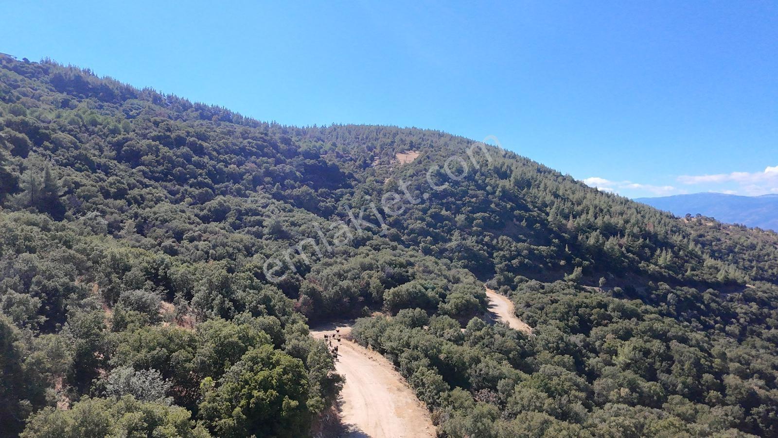 Aydın Nazilli 4757 M2 Satılık Bağ Nitekli Arazi - Görsel 17