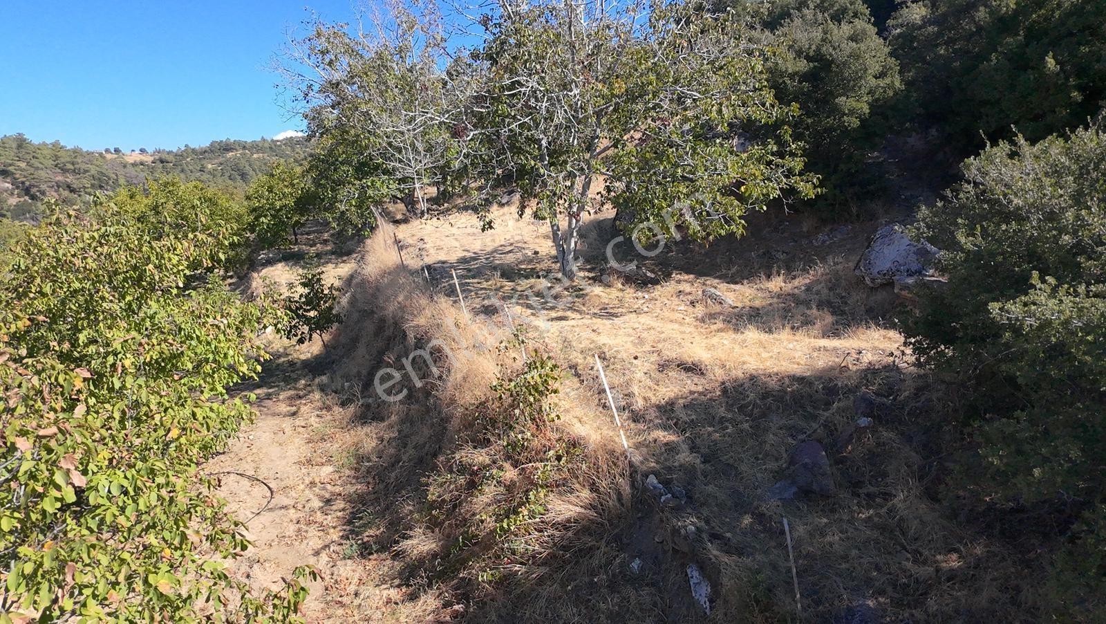 Aydın Nazilli 4757 M2 Satılık Bağ Nitekli Arazi - Görsel 16
