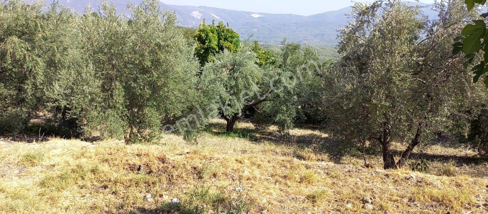 Antalya Finike Ernezde 4122 M2 Arazi Üzerinden Müstakil Ev - Görsel 3