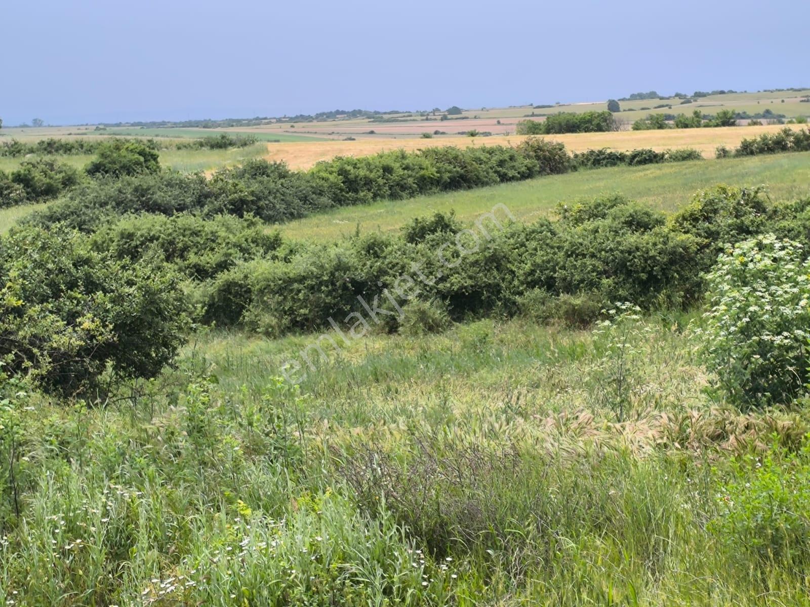 3702 M2 Müstakil Resmi Yola Cephe Etrafı Doğal Olarak Çevrili - Görsel 3