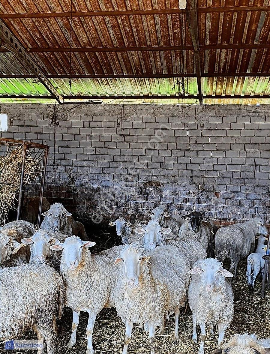 Satılık Şahane Büyük Baş&küçük Baş Hayvan Çiftiliği - Görsel 8
