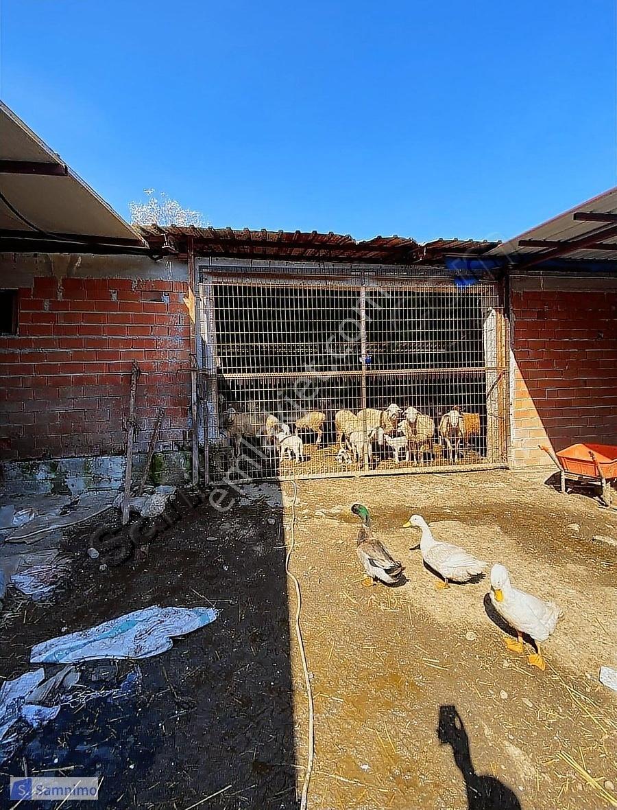 Satılık Şahane Büyük Baş&küçük Baş Hayvan Çiftiliği - Görsel 11