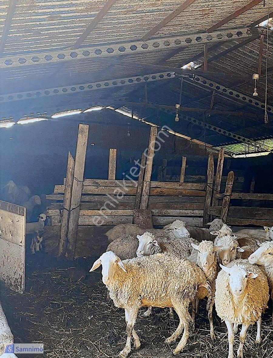 Satılık Şahane Büyük Baş&küçük Baş Hayvan Çiftiliği - Görsel 14