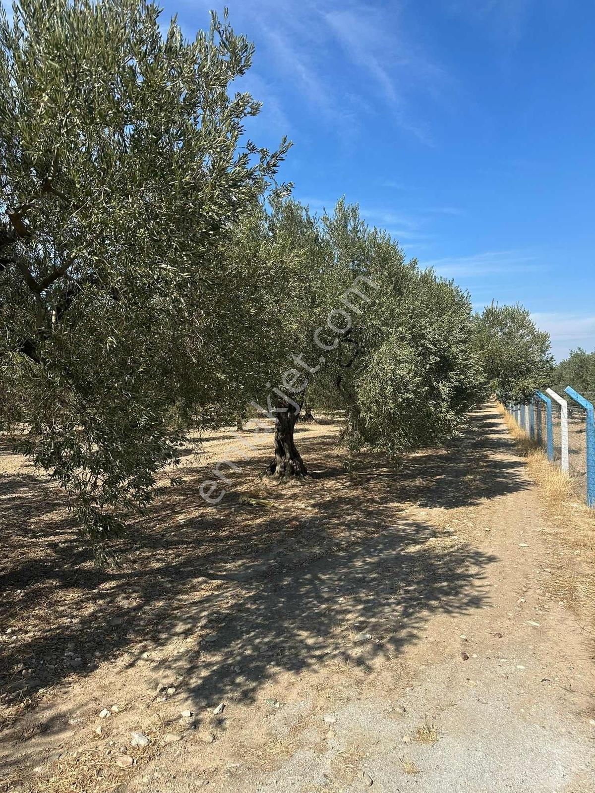Manisa Akhisar’da 13.300 M² 3 Parsel Satılık Zeytinlik - Görsel 10