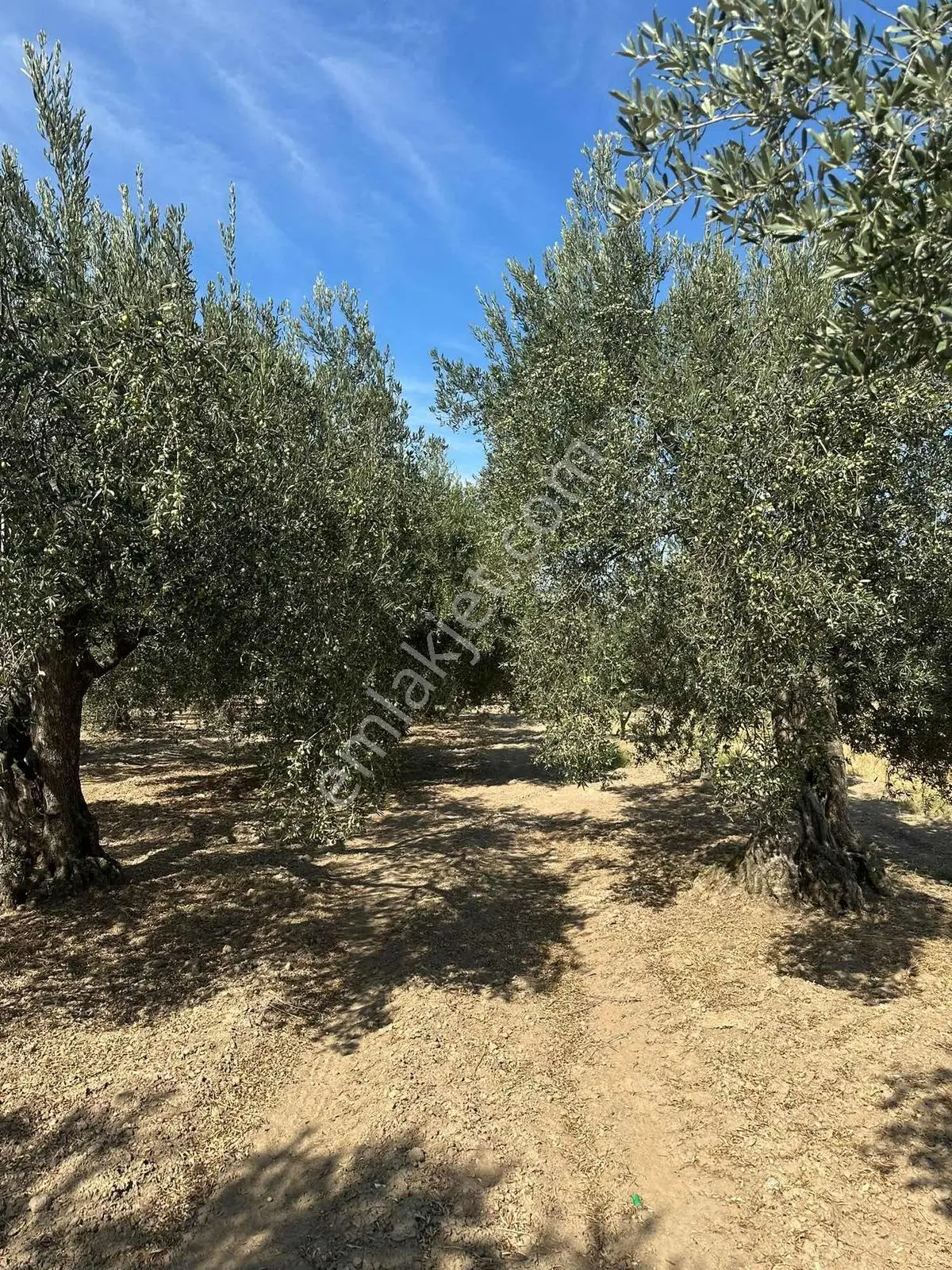 Manisa Akhisar’da 13.300 M² 3 Parsel Satılık Zeytinlik - Görsel 4