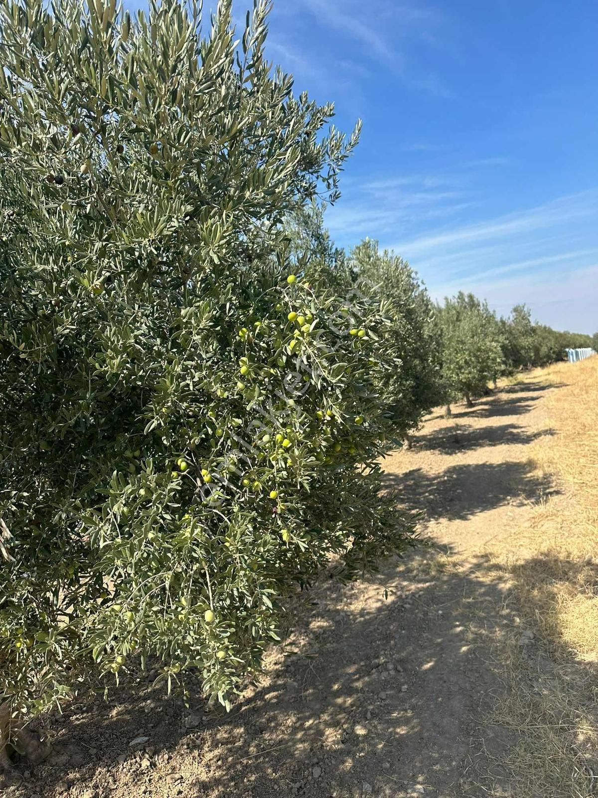 Manisa Akhisar’da 13.300 M² 3 Parsel Satılık Zeytinlik - Görsel 6