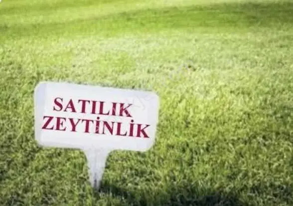 Manisa Akhisar’da 13.300 M² 3 Parsel Satılık Zeytinlik