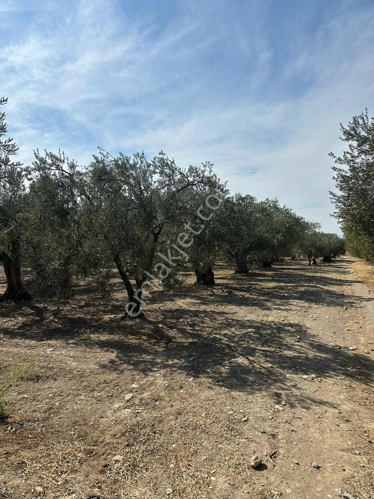 Manisa Akhisar’da 13.300 M² 3 Parsel Satılık Zeytinlik - Görsel 3