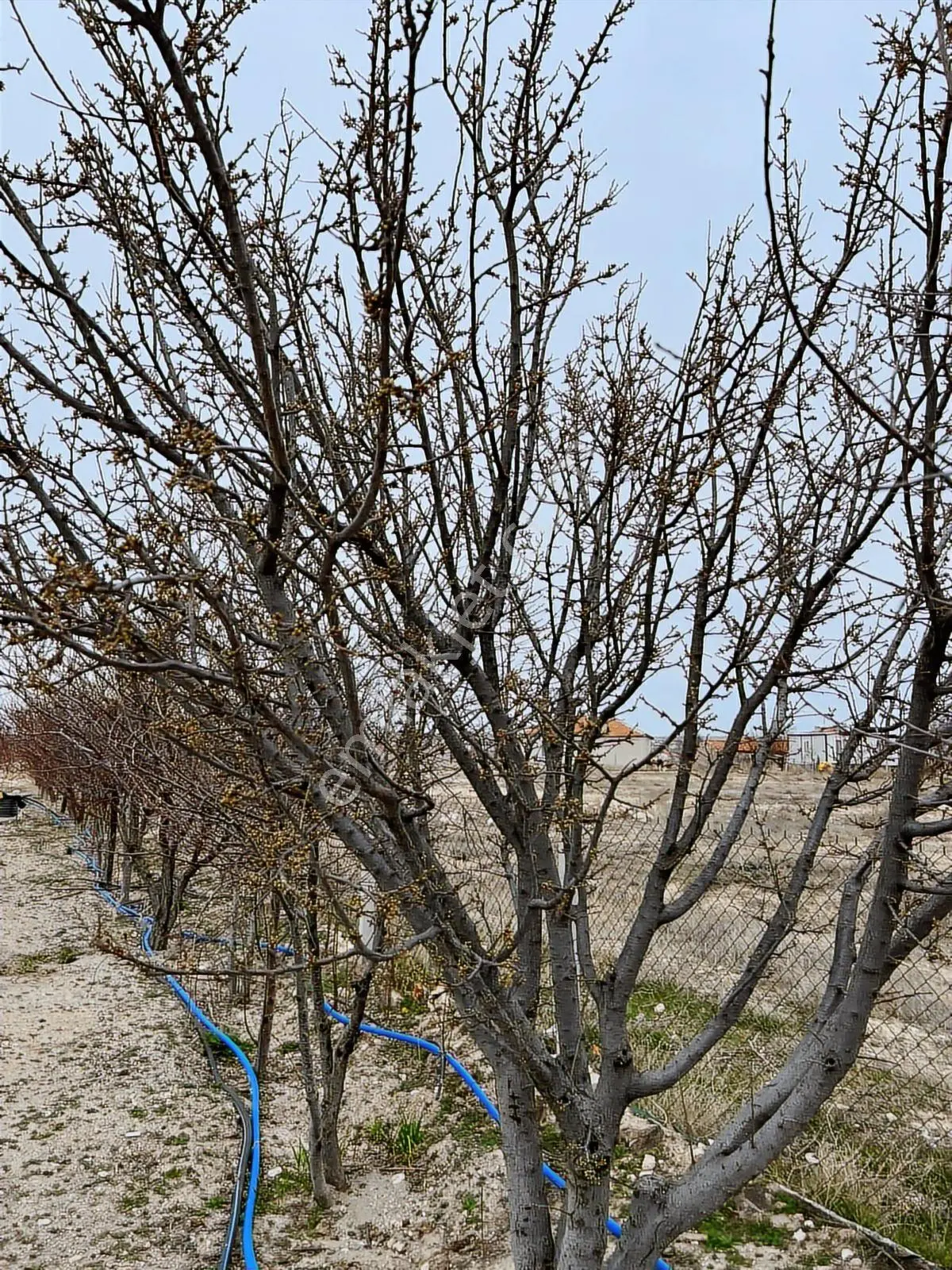 İncesu Karşıyaka Mevkiinde 2500 Metre Tel Örgülü Arsa - Görsel 2