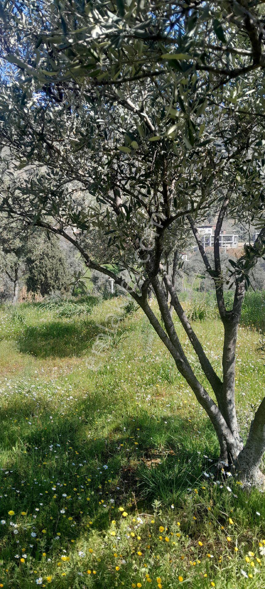 Fiyat Düştü 3526 M2 Yatırımlık Zeytinlik - Görsel 31