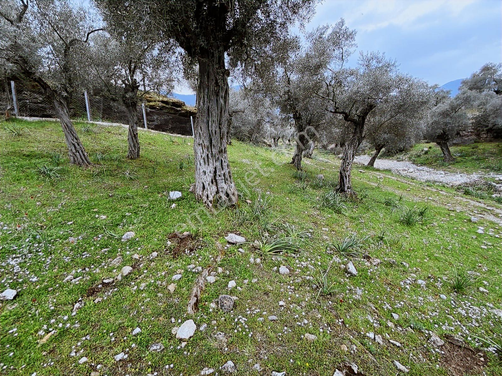 Muğla Milas Pınarcık Da Satılık 460 M2 Zeytinlik - Görsel 6