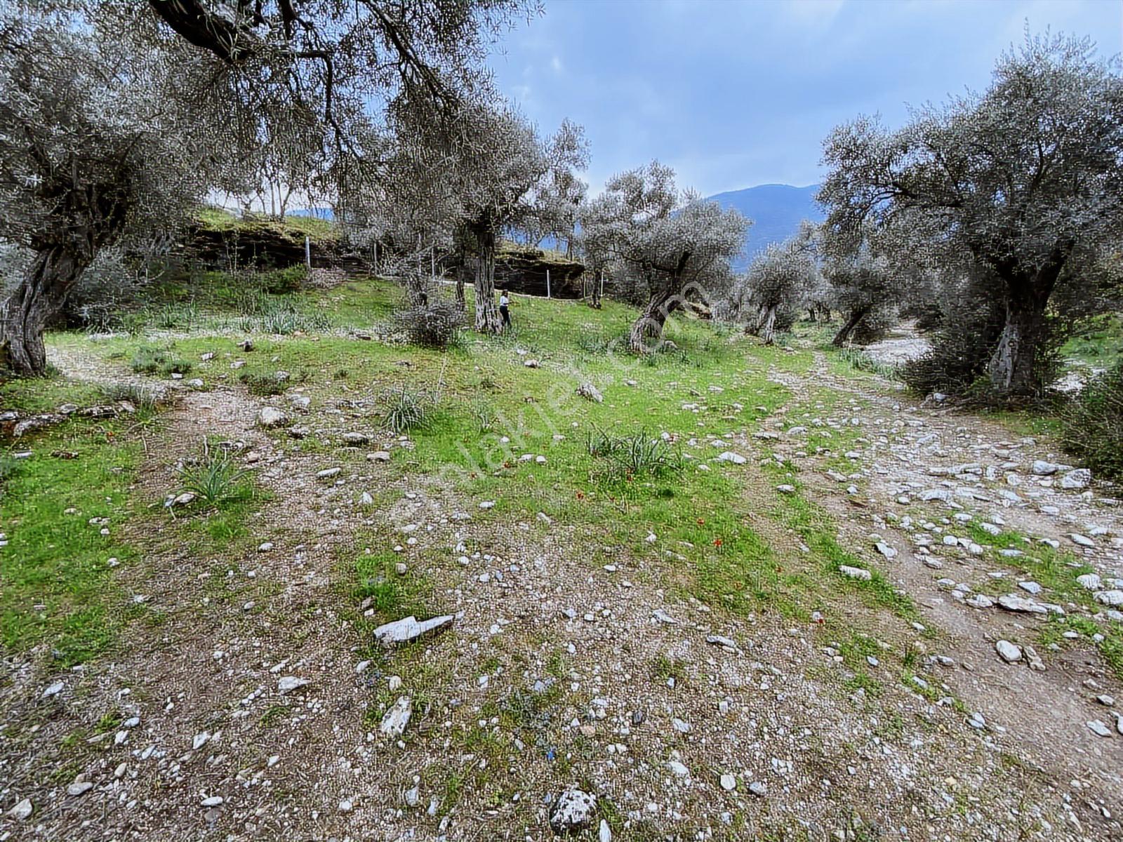 Muğla Milas Pınarcık Da Satılık 460 M2 Zeytinlik - Görsel 7