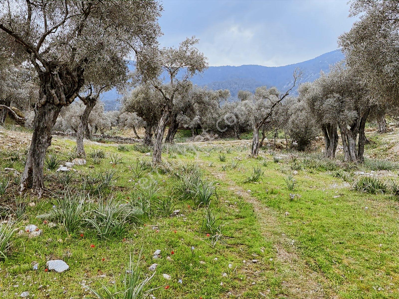 Muğla Milas Pınarcık Da Satılık 460 M2 Zeytinlik - Görsel 19