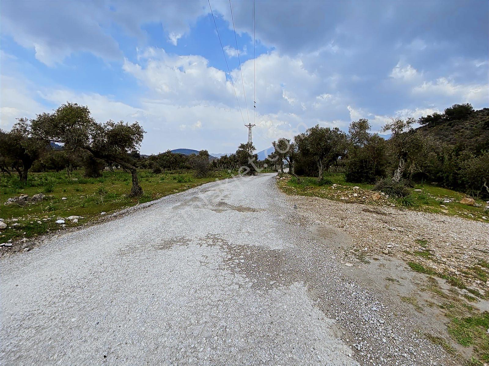Muğla Milas Pınarcık Da Satılık 460 M2 Zeytinlik - Görsel 2