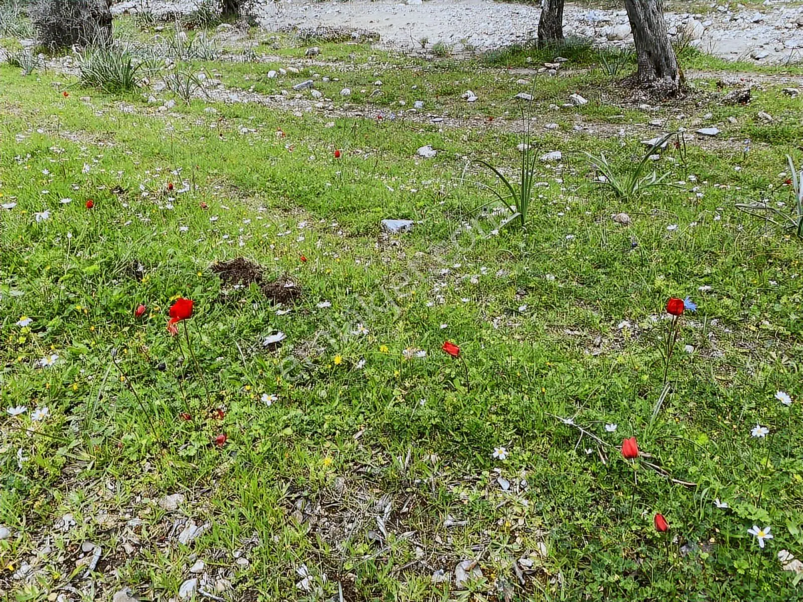 Muğla Milas Pınarcık Da Satılık 460 M2 Zeytinlik - Görsel 5
