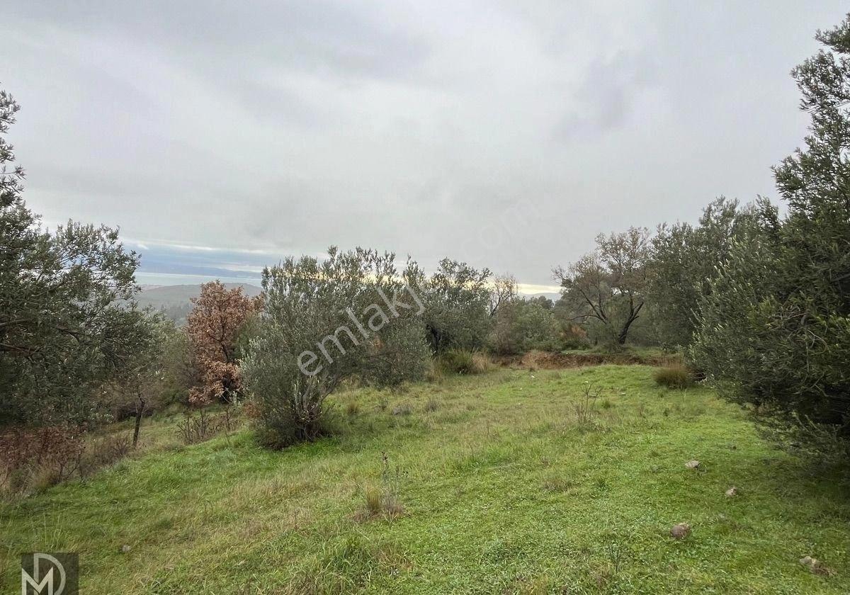 Kızılkeçılı Köyünde 12.5 Dönüm Full Deniz Manzaralı Zeytinlik - Görsel 16
