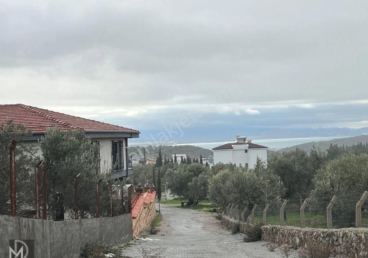 Kızılkeçılı Köyünde 12.5 Dönüm Full Deniz Manzaralı Zeytinlik - Görsel 3