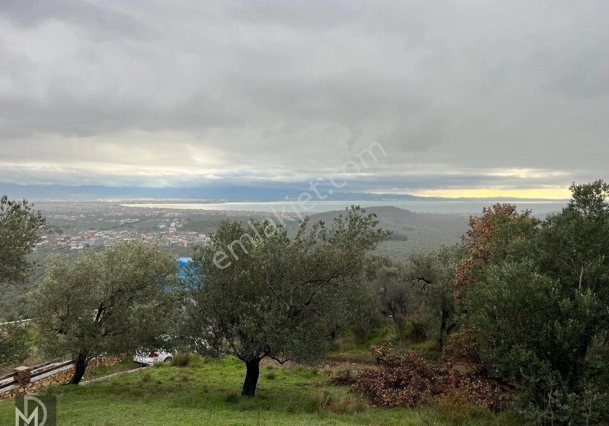 Kızılkeçılı Köyünde 12.5 Dönüm Full Deniz Manzaralı Zeytinlik - Görsel 14
