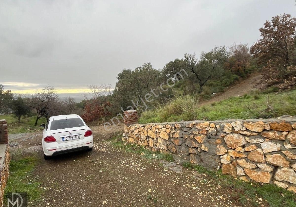 Kızılkeçılı Köyünde 12.5 Dönüm Full Deniz Manzaralı Zeytinlik - Görsel 13