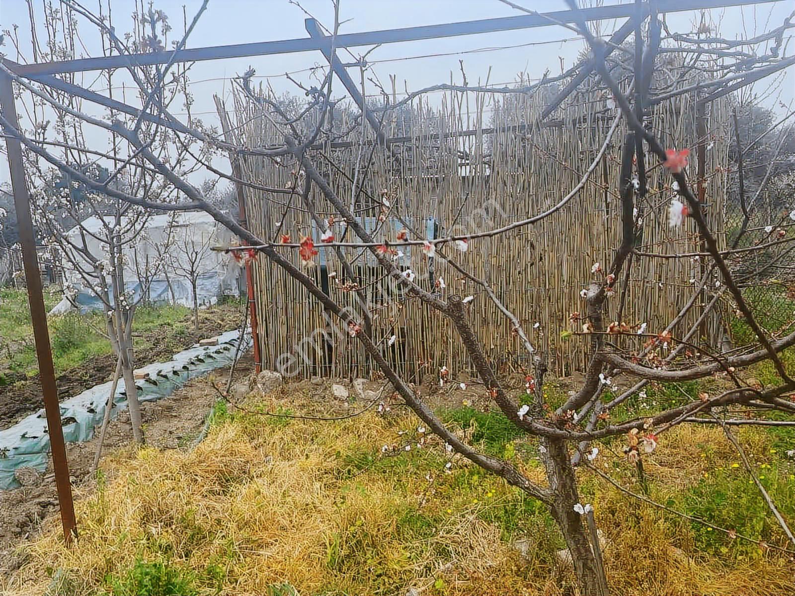 Century21 Işıltı'dan Umurlu'da 680m2 Satılık İmar'a Açık Arsa - Görsel 5