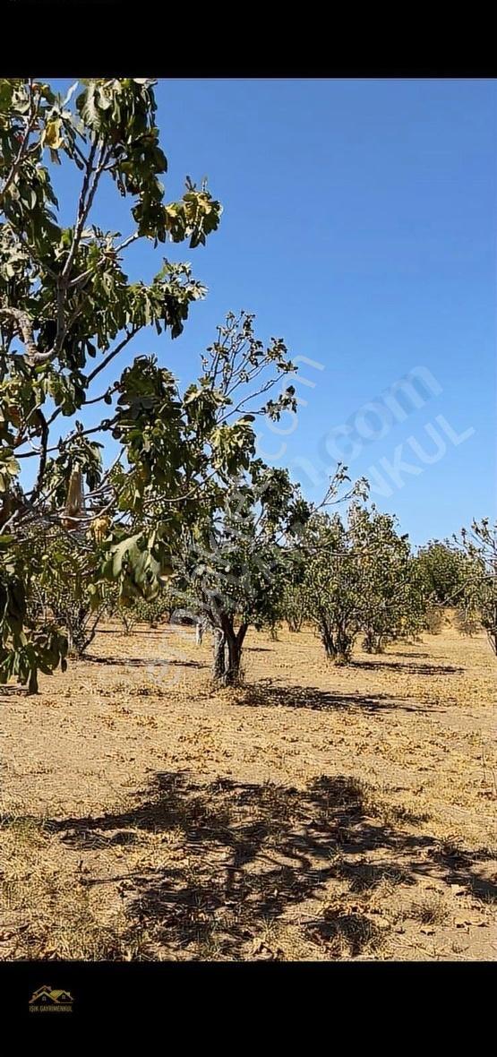 Selçuk Yoluna Yakın Akçaşehir'de 5524m2 İncir Ve Zeytin Bahçesi - Görsel 19