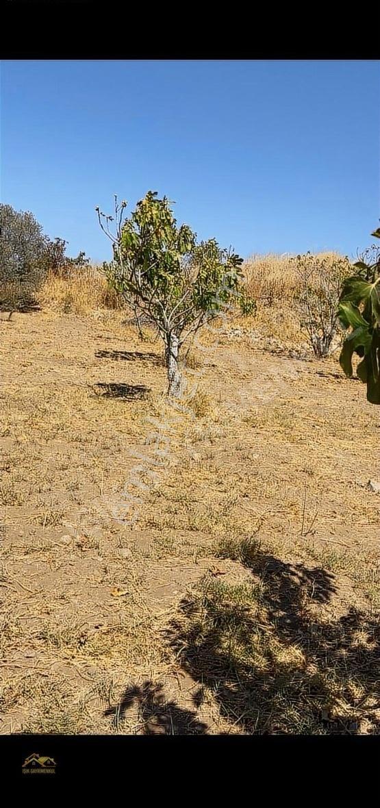 Selçuk Yoluna Yakın Akçaşehir'de 5524m2 İncir Ve Zeytin Bahçesi - Görsel 11