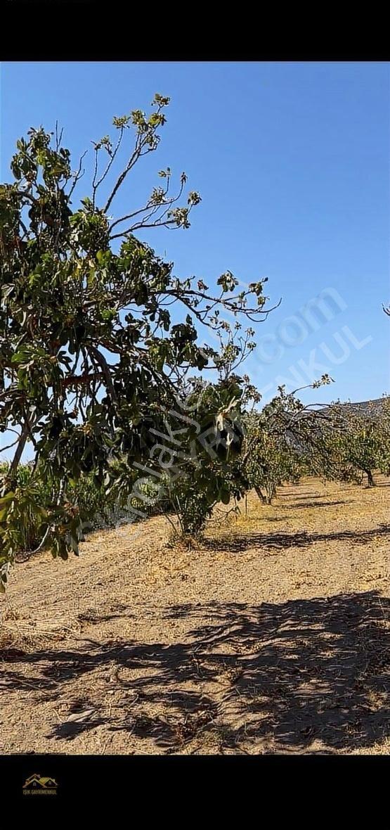 Selçuk Yoluna Yakın Akçaşehir'de 5524m2 İncir Ve Zeytin Bahçesi - Görsel 21