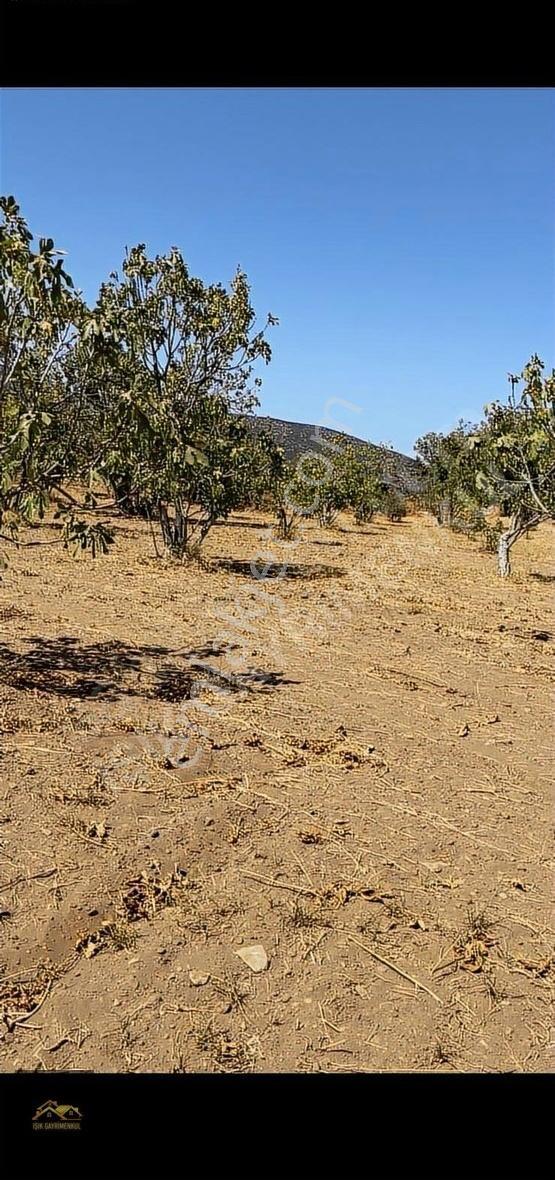 Selçuk Yoluna Yakın Akçaşehir'de 5524m2 İncir Ve Zeytin Bahçesi - Görsel 12