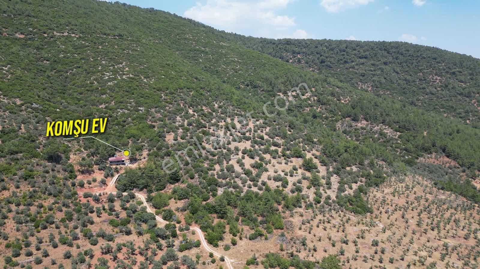 Torbalı Dağkızılca'da 19 Dönüm Zeytinlik - Görsel 10