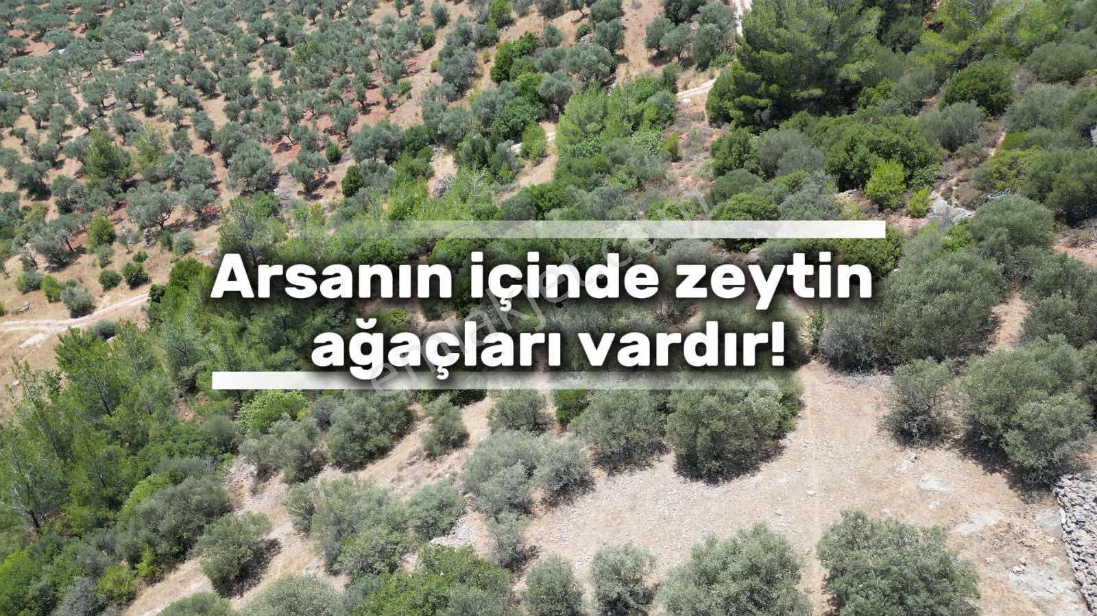 Torbalı Dağkızılca'da 19 Dönüm Zeytinlik - Görsel 13