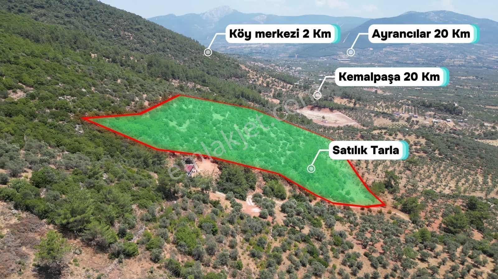 Torbalı Dağkızılca'da 19 Dönüm Zeytinlik - Görsel 7