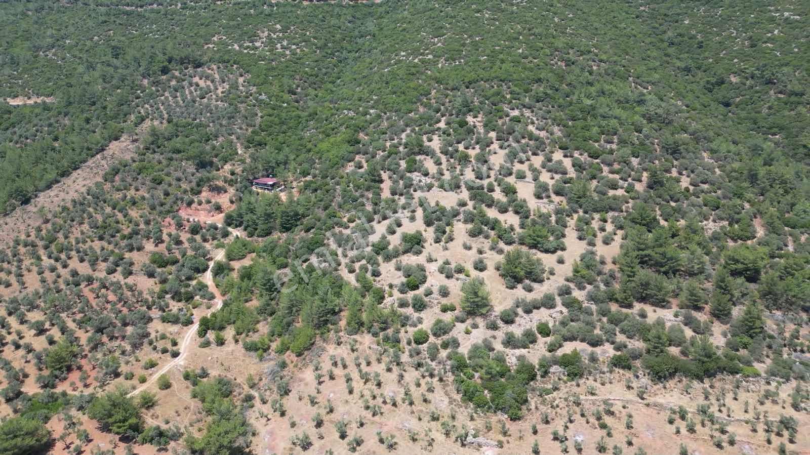 Torbalı Dağkızılca'da 19 Dönüm Zeytinlik - Görsel 20